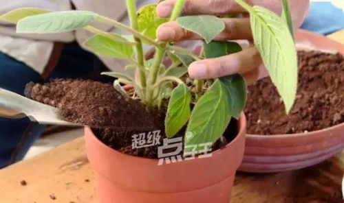 花盆底下那個放點什么能養(yǎng)花