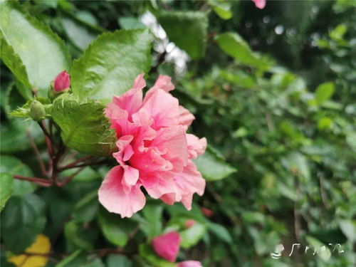 腦力勞動(dòng)后養(yǎng)花