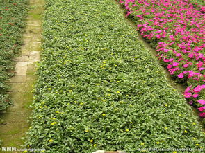 培育花草還是培養(yǎng)花草