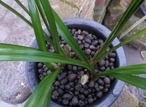 干羊糞能直接拿來(lái)養(yǎng)花么