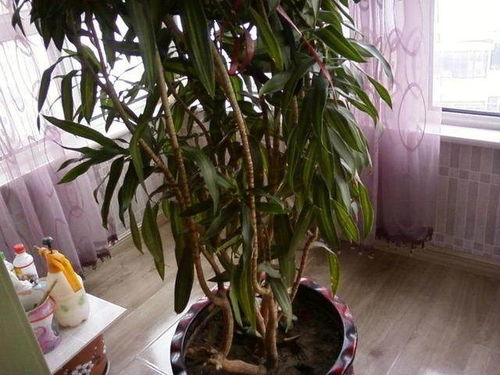 養(yǎng)花草提升風(fēng)水