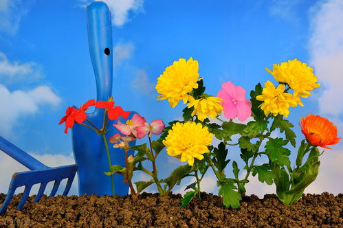 沒情調(diào)的人能養(yǎng)花嗎