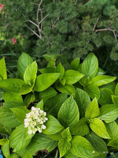 我愛養(yǎng)花了閱讀答案
