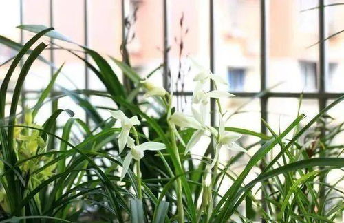 養(yǎng)花遇到的病蟲(chóng)害