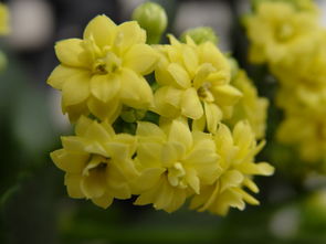 怎么養(yǎng)花花才能長(zhǎng)得好快
