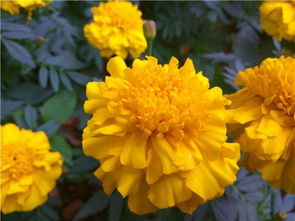 養(yǎng)花學(xué)問對你有什么啟示