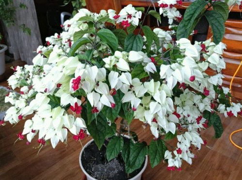 經常出差適合養(yǎng)花嗎
