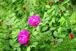 玫瑰花這樣保養(yǎng)花期更長(zhǎng)