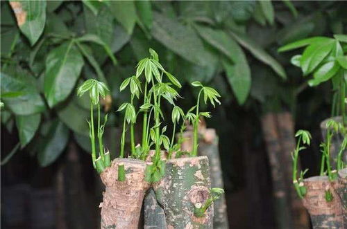 為什么養(yǎng)花用的復合肥那么貴