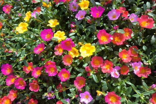 養(yǎng)花中學(xué)會了哪些養(yǎng)花方法