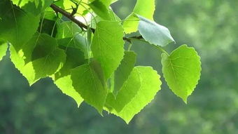 碎紙屑能養(yǎng)花嗎
