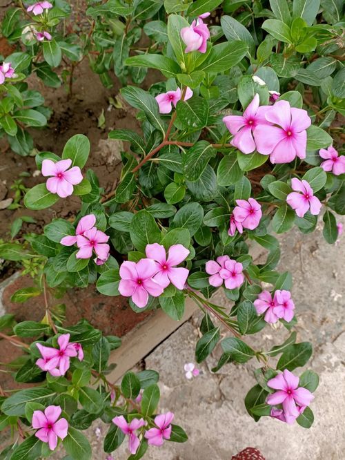 長春花怎樣養(yǎng)花才多呢