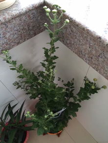 對(duì)養(yǎng)花的熱愛