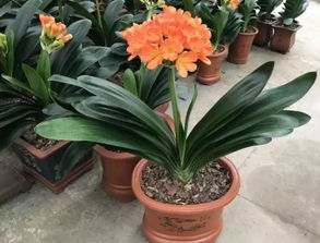 酒糟養(yǎng)花的怎么處理