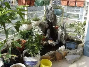 陽(yáng)臺(tái)養(yǎng)花魚菜