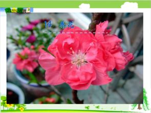 養(yǎng)花課堂活動計劃