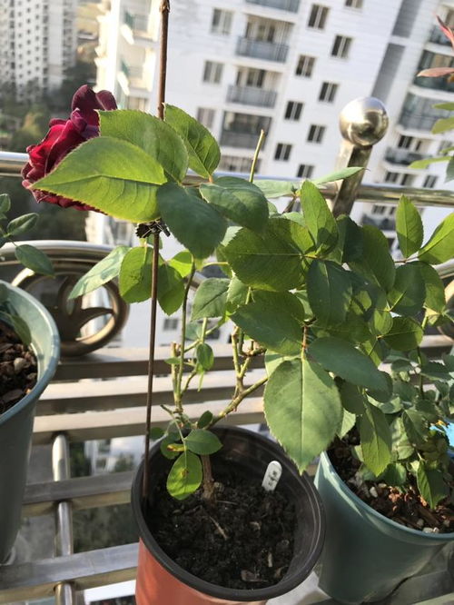 開空調養(yǎng)花注意什么