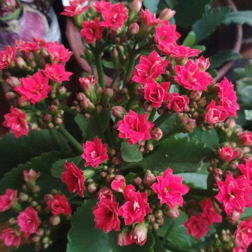 養(yǎng)花出現(xiàn)問(wèn)題