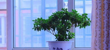 家里養(yǎng)花好嗎風(fēng)水
