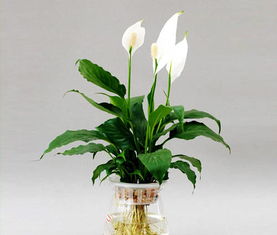 水養(yǎng)花卉名稱(chēng)