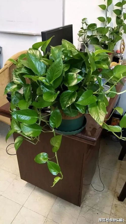 為什么賣(mài)花的用黃泥養(yǎng)花