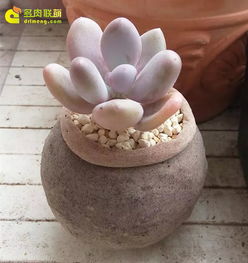 家里有貓怎么養(yǎng)花