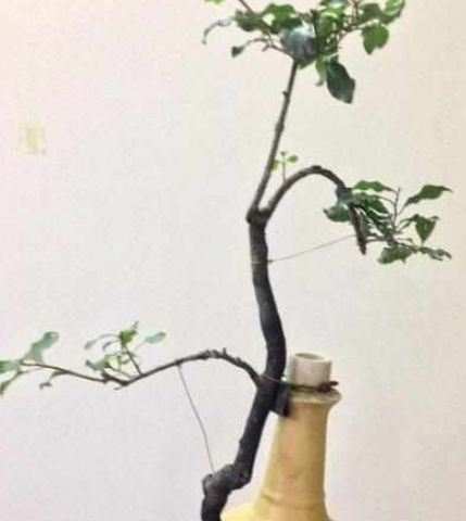 百度酒瓶養(yǎng)花吧