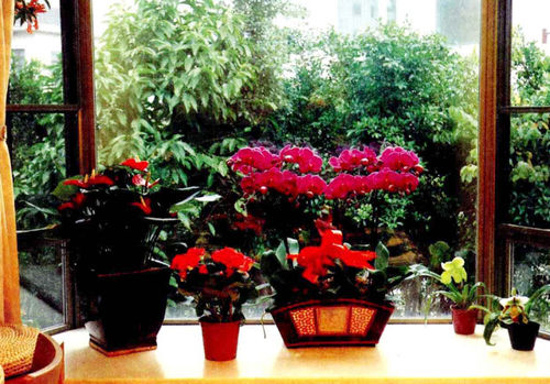 露臺(tái)養(yǎng)花用什么盆最好
