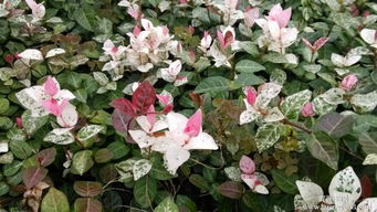 如何養(yǎng)花葉絡石