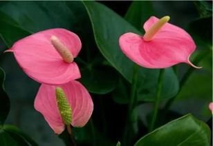 粉掌怎么養(yǎng)花期長(zhǎng)