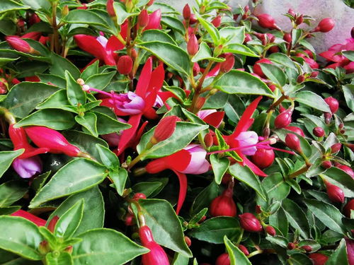 養(yǎng)花喂什么肥好