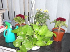 冬季陽臺(tái)養(yǎng)花技巧
