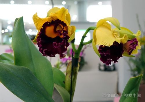 我的養(yǎng)花說說