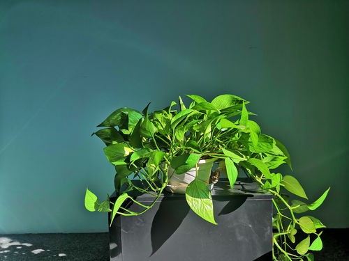 養(yǎng)花破折號(hào)作用