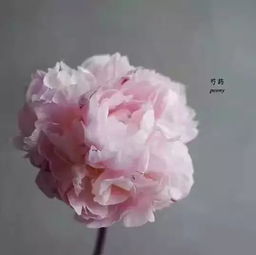 怎樣養(yǎng)花知識(shí)芍藥