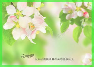 領(lǐng)養(yǎng)花祝福語