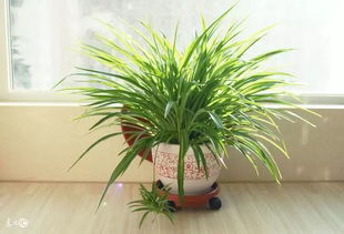 室內(nèi)干燥如何養(yǎng)花