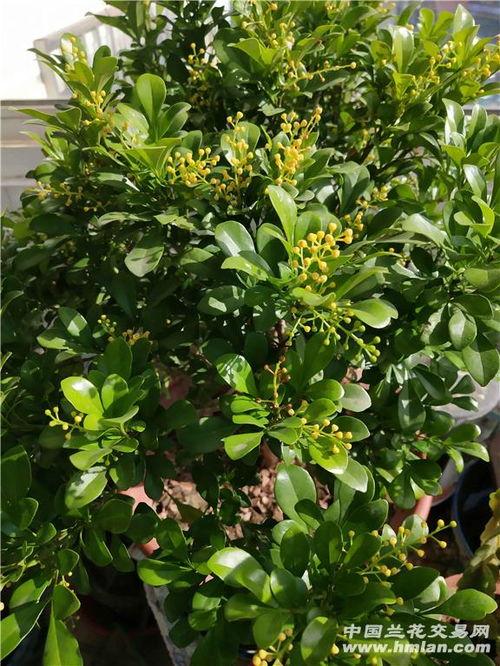 什么樣的有機肥養(yǎng)花好