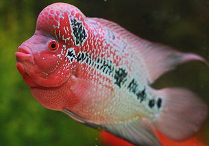 養(yǎng)花羅漢魚魚缸推薦