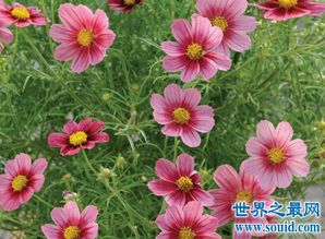 花期長有香味家養(yǎng)花
