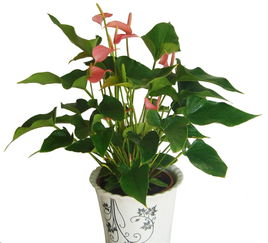 家庭養(yǎng)花肥料花麗寶