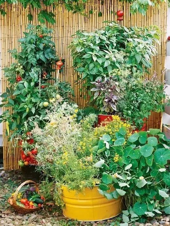 自家庭院養(yǎng)花