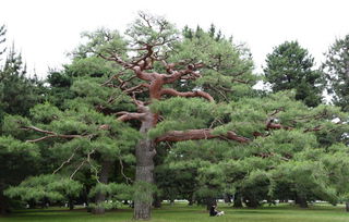 松樹(shù)花絮養(yǎng)花