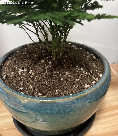 營(yíng)養(yǎng)花土的價(jià)格