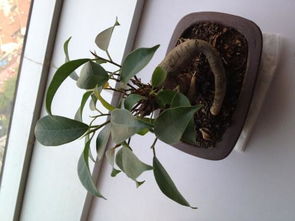 家里養(yǎng)花招小蟲(chóng)子