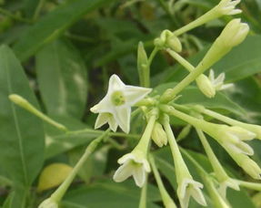 夏季養(yǎng)花除蟲(chóng)