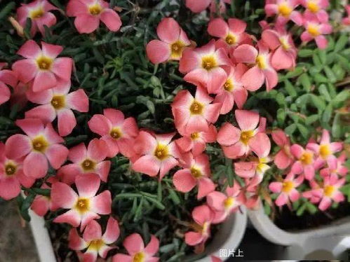 養(yǎng)花給人樂(lè)趣