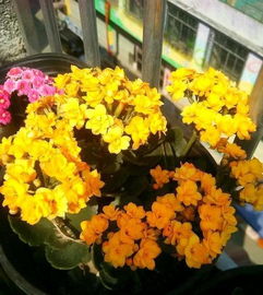 養(yǎng)花將小齊養(yǎng)長(zhǎng)壽花