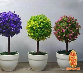 領導辦公室養(yǎng)花那種合適