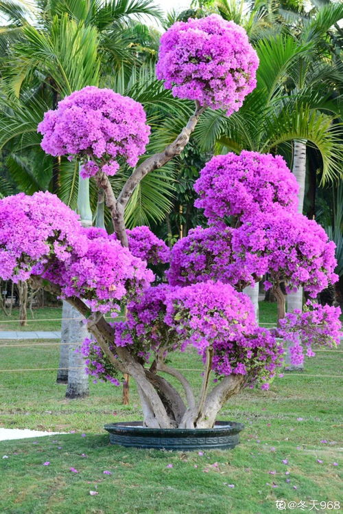 養(yǎng)花是不是不能經(jīng)常動位署
